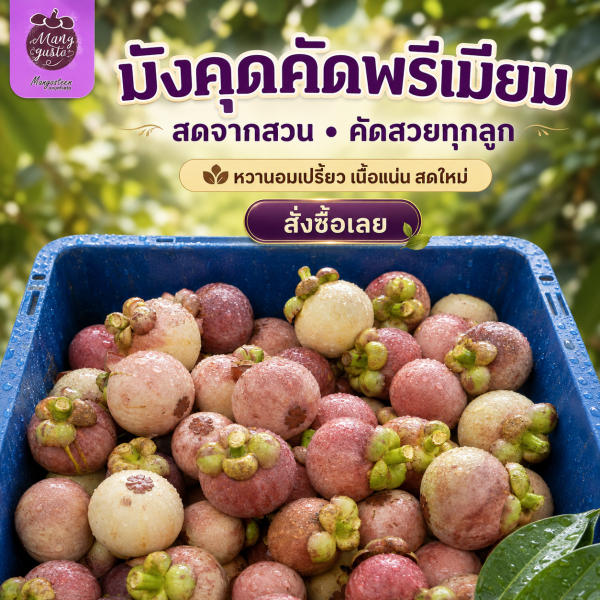 ลบภาพจำมังคุดคัดแบบเดิมๆ! แนะนำ 